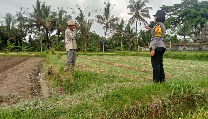 Dukung Ketahanan Pangan, Bhabinkamtibmas Kel. Kawan Monitoring Pemanfaatan Lahan Warga