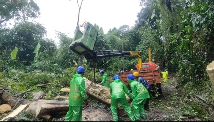 Personil Polsek Bangli Bersinergi Dengan Instansi Terkait Melaksanakan Evakuasi Pohon Tumbang