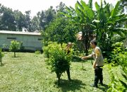 Bhabinkamtibmas Monitoring Ketahanan Pangan Bergizi di Desa Pengotan 12 Bhabinkamtibmas Monitoring Ketahanan Pangan Bergizi di Desa Pengotan