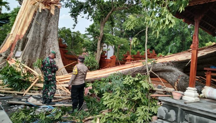 Sinergi Bhabinkamtibmas Polsek Denpasar Barat Bersama Babinsa Dan Inkait Tanggap Tangani Pohon Tumbang