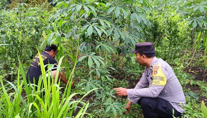 IMG 20241230 WA0031