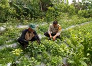 Bhabinkamtibmas Monitoring Ketahanan Pangan Bergizi di Desa Pengotan