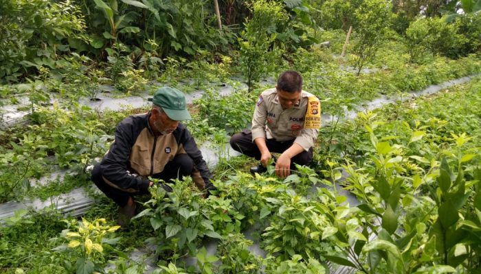 Bhabinkamtibmas Monitoring Ketahanan Pangan Bergizi di Desa Pengotan