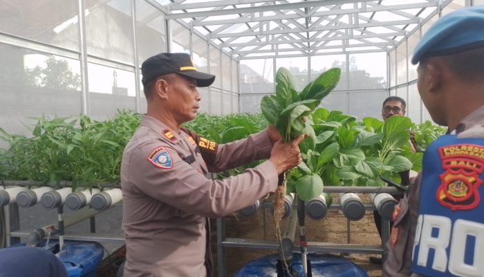 Hidroponik di Pekarangan Rumah: Polsek Dentim Laksanakan Panen Sayuran Bergizi