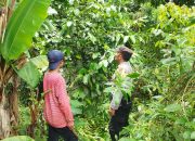 Dukung Ketahanan Pangan, Bhabinkamtibmas Kelurahan Kubu Monitoring Pemanfaatan Lahan Warga