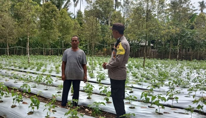 Bhabinkamtibmas Desa Kayubihi, Monitoring Ketahanan Pangan Bergizi di Banjar Kutaundisan