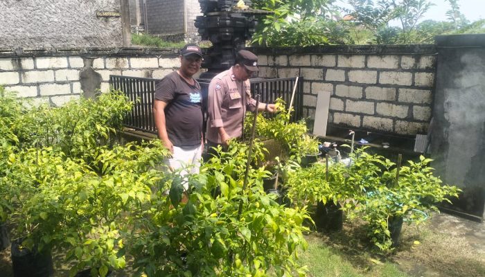 BHABINKAMTIBMAS DESA UNGASAN DUKUNG KETAHANAN PANGAN DI KUTA SELATAN