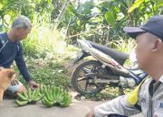 Bhabinkamtibmas Desa Kayubihi, Monitoring Ketahanan Pangan Bergizi di Banjar Cingang