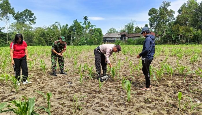 Sinergitas Bhabinkamtibmas Dengan Babinsa Monitoring Kegiatan Ketahanan Pangan di Desa Landih