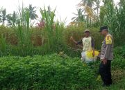 Monitoring Ketahanan Pangan, Bhabinkamtibmas Sambangi Lahan Pertanian Warga di Lingk. Sedit, Bebalang Bangli