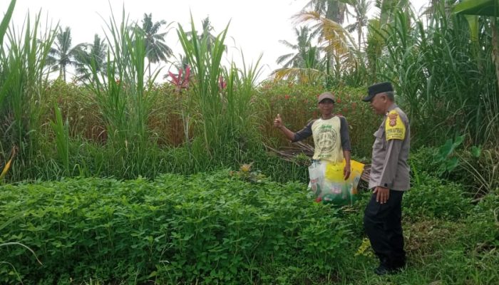 Monitoring Ketahanan Pangan, Bhabinkamtibmas Sambangi Lahan Pertanian Warga di Lingk. Sedit, Bebalang Bangli