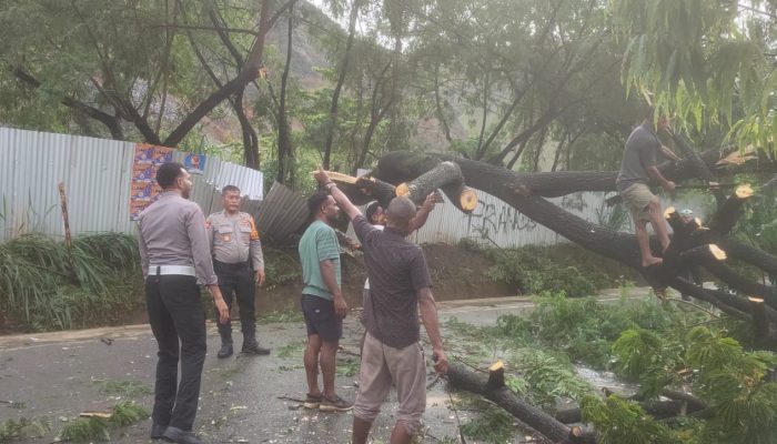 Akibat Hujan Deras Pohon Tumbang Tutupi Badan Jalan Utama Sentani