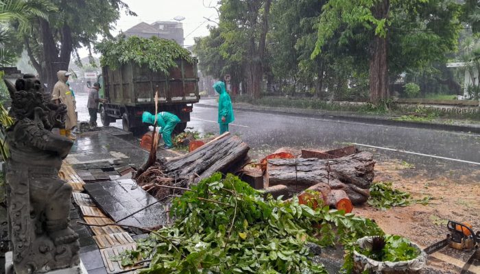 Personel Polsek Denpasar Utara Sigap Tangani Pohon Tumbang di Jl Veteran