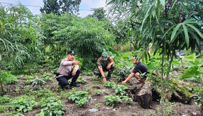Sinergitas Bhabinkamtibmas Dengan Babinsa Monitoring Kegiatan Ketahanan Pangan di Desa Binaan