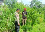 Babhinkambtibmas Dukung Program Pekarangan Pangan Bergizi.