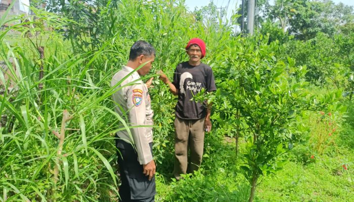Babhinkambtibmas Dukung Program Pekarangan Pangan Bergizi.