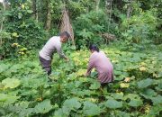 Dukung Ketahanan Pangan, Bhabinkamtibmas Monitoring Ketahanan Pangan Bergizi di Lingk. Kubu