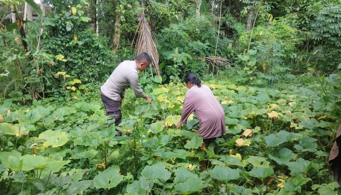 Dukung Ketahanan Pangan, Bhabinkamtibmas Monitoring Ketahanan Pangan Bergizi di Lingk. Kubu