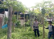 Dukung Program Pemerintah, Bhabinkamtibmas Monitoring Ketahanan Pangan Bergizi di Desa Bunutin Bangli