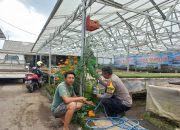 Bhabinkamtibmas Desa Sekaan Sambangi Petani Dukung Ketahanan Pangan 9 Bhabinkamtibmas Desa Sekaan Sambangi Petani Dukung Ketahanan Pangan