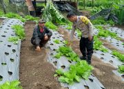 Dukung Ketahanan Pangan, bhabinkamtibmas Desa Suter Kintaman Cek Lahan Sayur Mayur. 8 Dukung Ketahanan Pangan, bhabinkamtibmas Desa Suter Kintaman Cek Lahan Sayur Mayur.