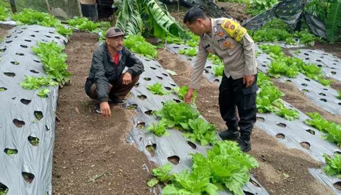 Dukung Ketahanan Pangan, bhabinkamtibmas Desa Suter Kintaman Cek Lahan Sayur Mayur.