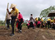 Dukung Ketahanan Pangan, Kapolres Bangli Tanam Jagung Bersama Bhayangkari.