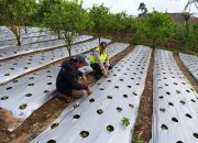 Babhinkamtibmas Desa Buahan Sambangi Petani Sayuran, dukung Ketahanan Pangan Nasional. 12 Babhinkamtibmas Desa Buahan Sambangi Petani Sayuran, dukung Ketahanan Pangan Nasional.