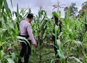 Dukung Ketahanan Pangan, Bhabinkamtibmas Desa Landih Monitoring Pemanfaatan Lahan Warga 8 Dukung Ketahanan Pangan, Bhabinkamtibmas Desa Landih Monitoring Pemanfaatan Lahan Warga