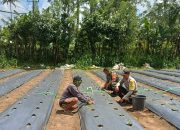 Sinergitas Bhabinkamtibmas Dengan Babinsa Monitoring Ketahanan Pangan di Desa Kayubihi 15 Sinergitas Bhabinkamtibmas Dengan Babinsa Monitoring Ketahanan Pangan di Desa Kayubihi