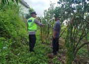 Babhinkamtibmas Desa Batur Tengah Sambangi Warga binaan Petani Tumpang sari, dukung Ketahanan Pangan 15 Babhinkamtibmas Desa Batur Tengah Sambangi Warga binaan Petani Tumpang sari, dukung Ketahanan Pangan