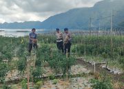 POLAIR, SAMBANGI AKTIVITAS MASYARAKAT PETANI CABAI MERAH DI PESISIR DANAU BATUR 15 POLAIR, SAMBANGI AKTIVITAS MASYARAKAT PETANI CABAI MERAH DI PESISIR DANAU BATUR