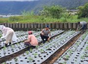 Sambangi Aktifitas Masyarakat Petani di pesisir Danau Batur dalam program Ketahanan Pangan. 12 Sambangi Aktifitas Masyarakat Petani di pesisir Danau Batur dalam program Ketahanan Pangan.